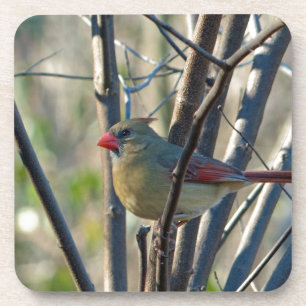 Female Cardinal Coaster