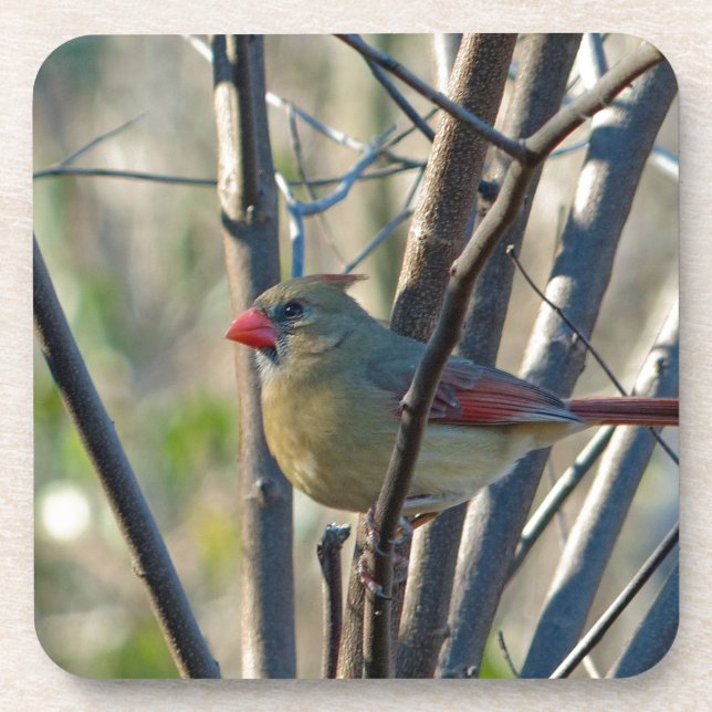 Female Cardinal Coaster (Front)