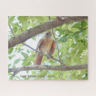 Female Cardinal Fledgling, bird lover's Jigsaw Puzzle