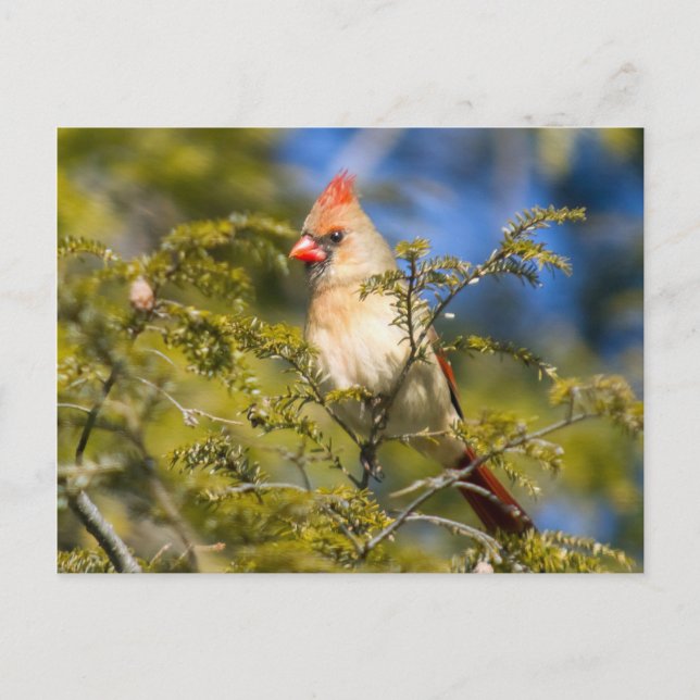 Female Cardinal In Evergreen Postcard (Front)