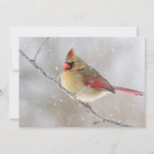 Female Cardinal in Snow Holiday Card