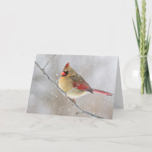 Female Cardinal in Snow Holiday Card