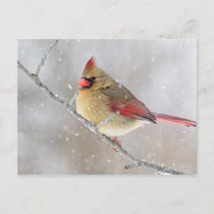 Female Cardinal in Snow Holiday Postcard