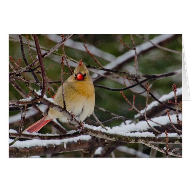 female cardinal in tree (Front Horizontal)