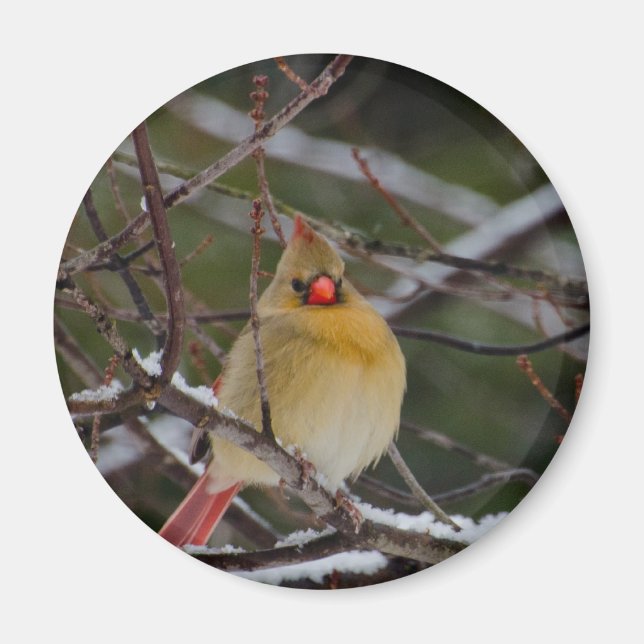 Female cardinal in tree magnet (Front)