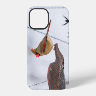 Female Cardinal Lunch Time iPhone Case