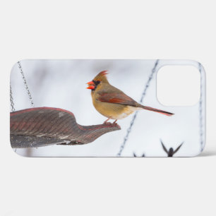 Female Cardinal Lunch Time iPhone Case