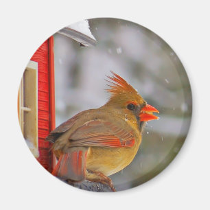 Female Cardinal magnet