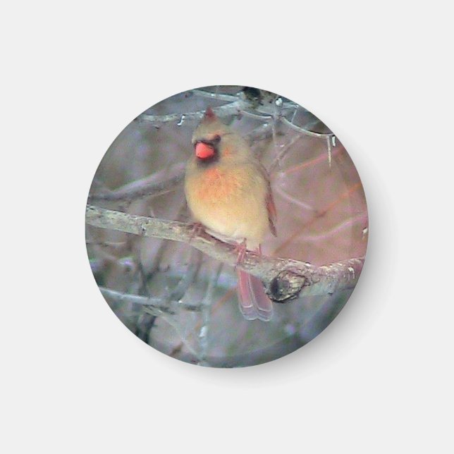 Female Cardinal Magnet (Front)