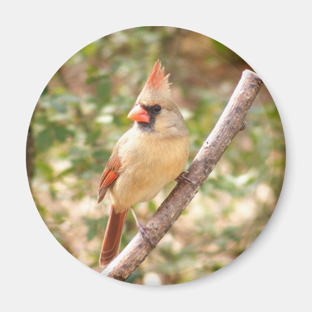 Female Cardinal on Branch Magnet (Front)