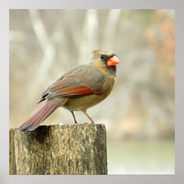 Female Cardinal on Fence Poster (Front)