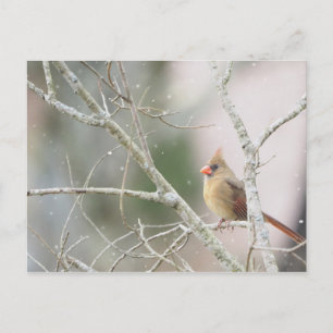 Female Cardinal on winter branches Postcard