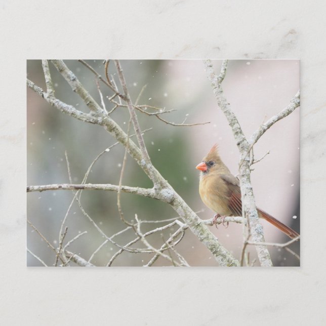Female Cardinal on winter branches Postcard (Front)