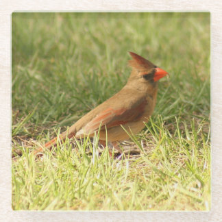 Female Cardinal Photo Glass Coaster