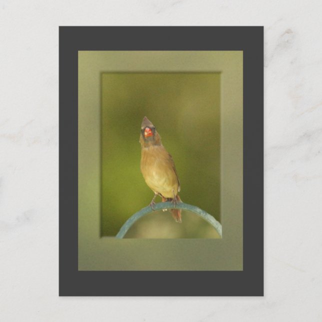 Female Cardinal Photo Postcard (Front)