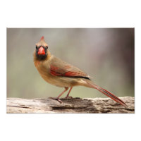 Female Cardinal