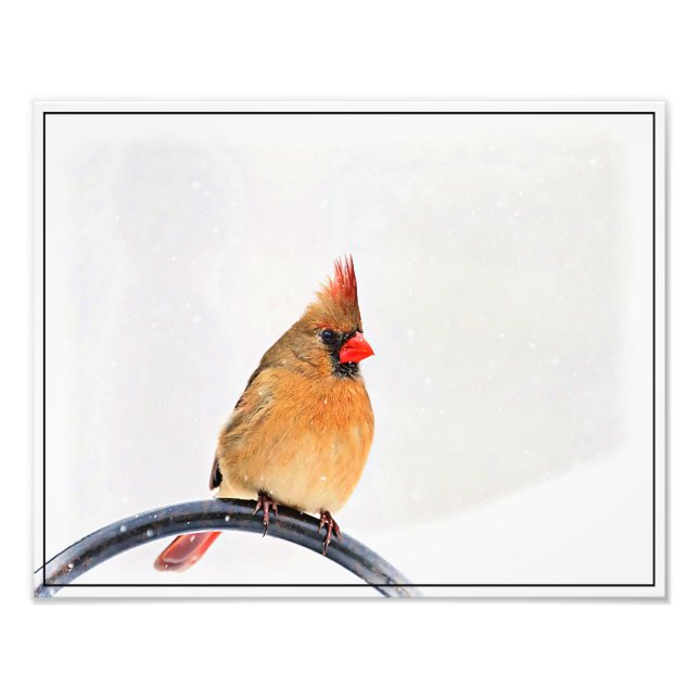 Female Cardinal Photo Print (Front)
