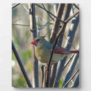 Female Cardinal Plaque