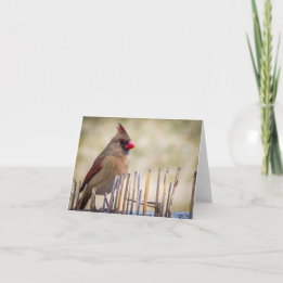 Female Cardinal Sitting on a Fence Note Card