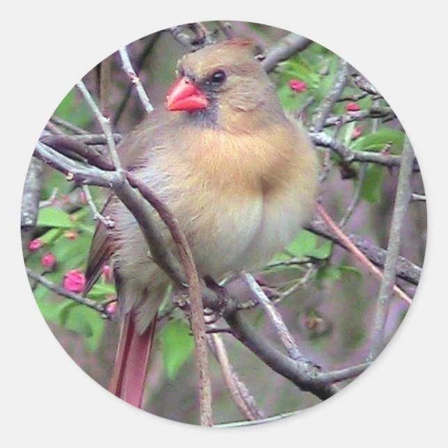 Female Cardinal (Spring) Classic Round Sticker (Front)