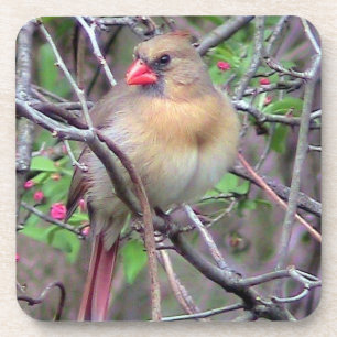 Female Cardinal Spring Coaster