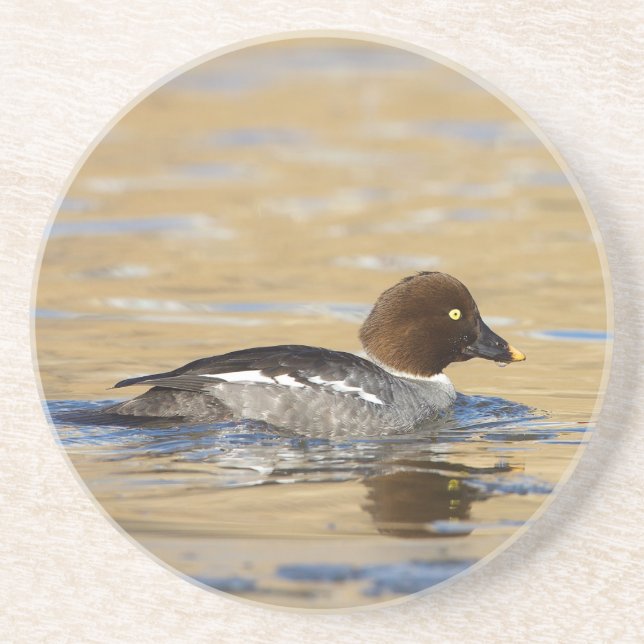 Female common Goldeneye duck Coaster (Front)