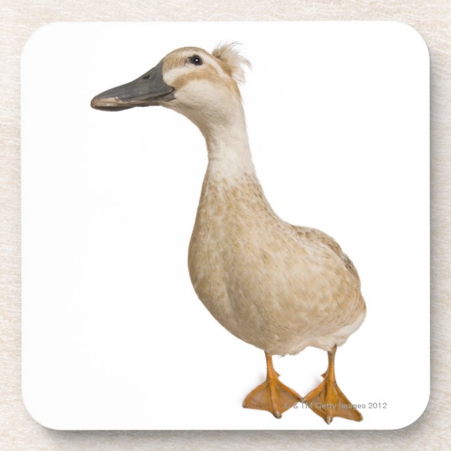 Female Crested Duck, 3 years old Coaster (Front)