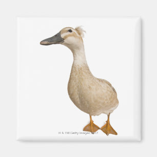 Female Crested Duck, 3 years old Magnet