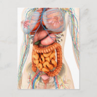 Female Digestive And Circulatory System