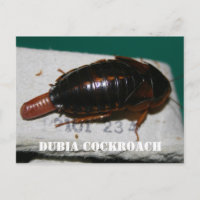 Female Dubia cockroach with egg sac