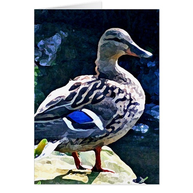 Female Duck Keeping an Eye on You (Front)