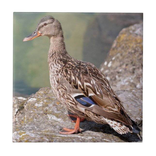 Female duck mallard on rock ceramic tile (Front)
