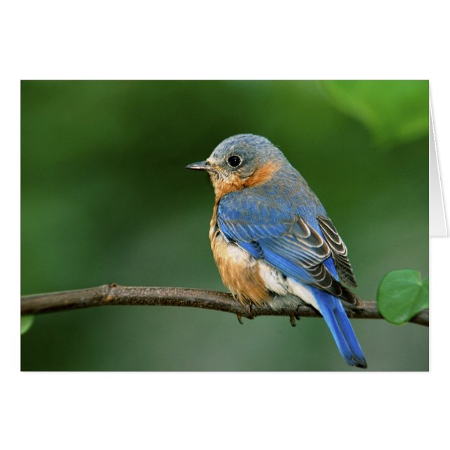 Female Eastern Bluebird, Sialia sialis (Front Horizontal)
