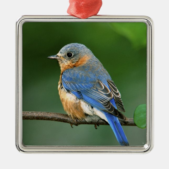 Female Eastern Bluebird, Sialia sialis Metal Ornament (Front)