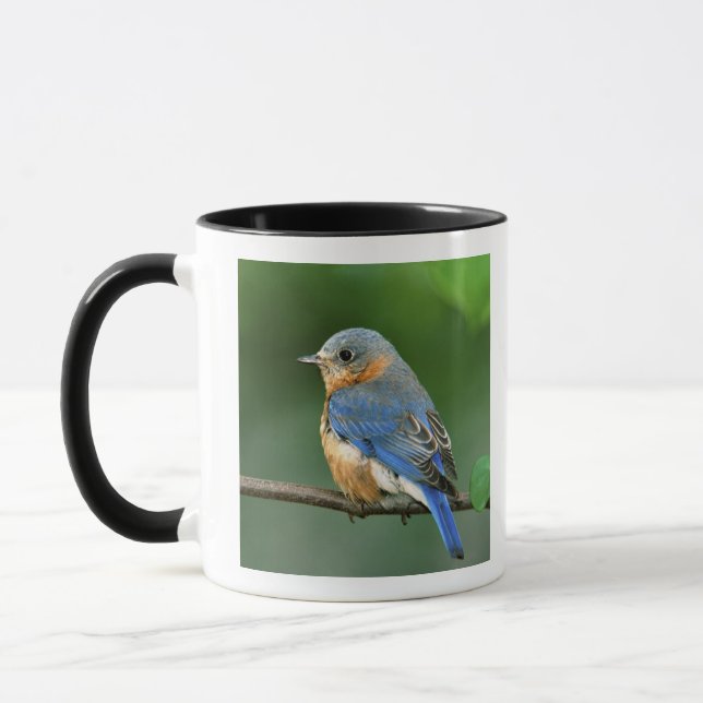 Female Eastern Bluebird, Sialia sialis Mug (Left)