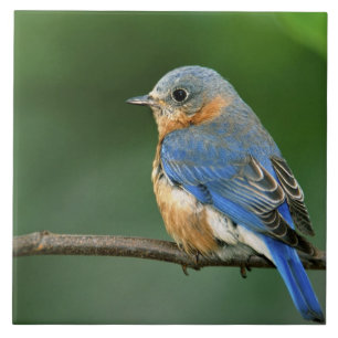 Female Eastern Bluebird, Sialia sialis Tile
