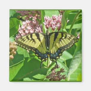 Female Eastern Tiger Swallowtail Butterfly Series Magnet