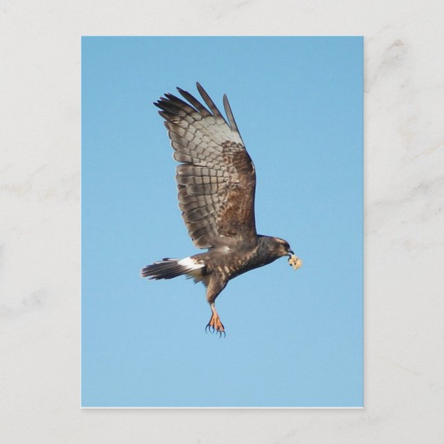 Female Everglades Kite Postcard (Front)