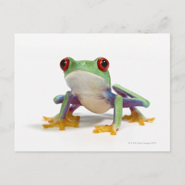 Female frog 2 postcard (Front)