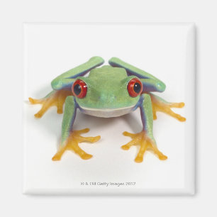 Female frog magnet