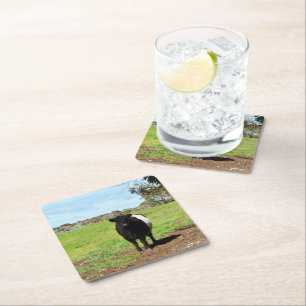 Female Galloway Cow In Country, Paper Coasters