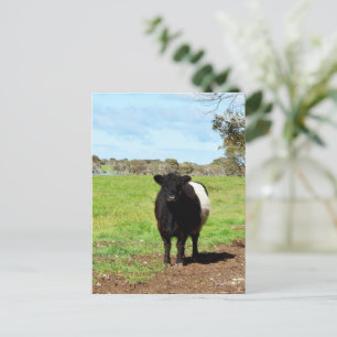 Female Galloway Cow In Country, Postcard