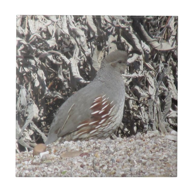 Female Gambel's Quail Ceramic Tile (Front)