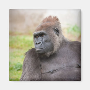 Female Gorilla Magnet