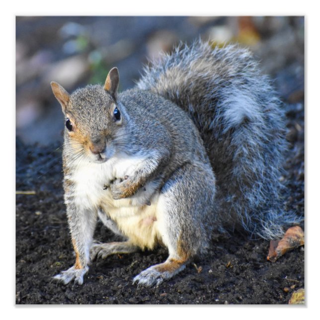 Female Gray Squirrel  Photo Print (Front)
