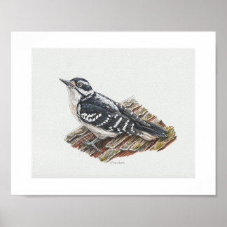 Female Hairy Woodpecker Art Print