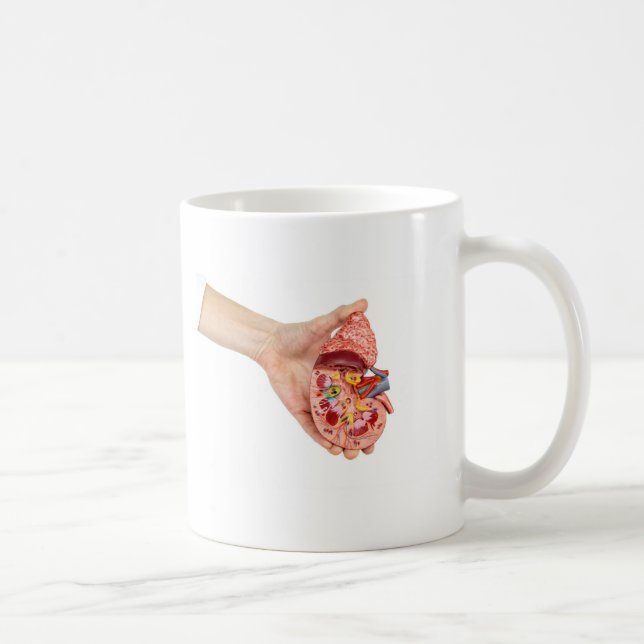 Female hand holds model of human kidney coffee mug (Right)