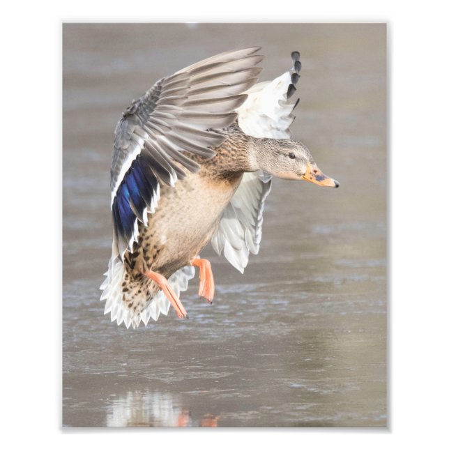 Female Hen Mallard Duck Landing In Winter On Ice Photo Print (Front)