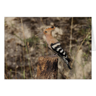 Female Hoopoe On Trunk