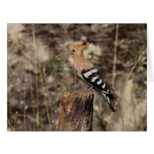 Female Hoopoe On Trunk